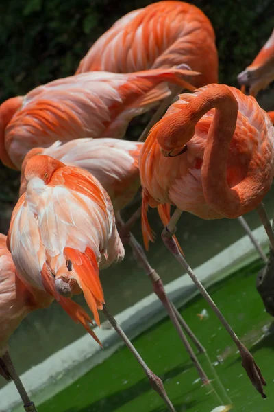 The American flamingo (Phoenicopterus ruber) — Stock Photo, Image