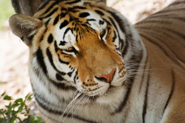 Sibirya kaplanı (Panthera tigris altaica) arıyorum