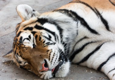 Uyuyan Sibirya kaplanı