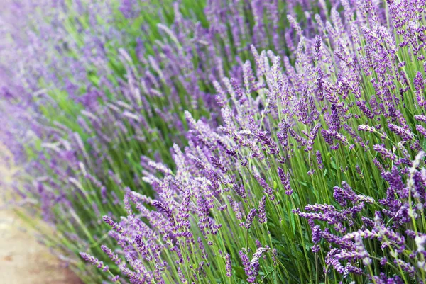 Fleurs de lavande fleurissant dans le champ — Photo