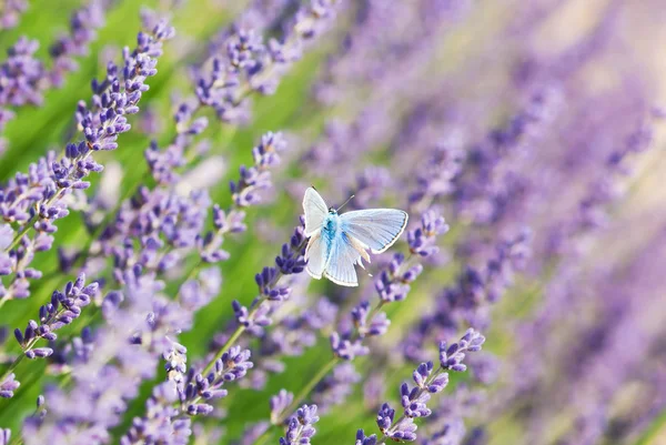 青い蝶とラベンダーの花 — ストック写真