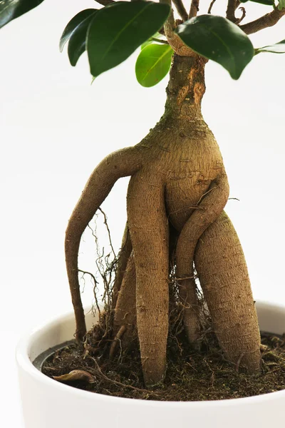 Ficus ginseng árbol con raíz —  Fotos de Stock