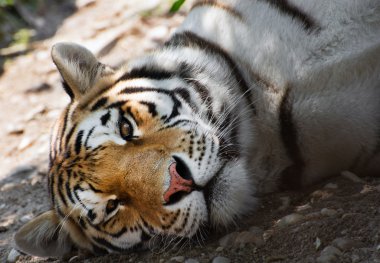 Sibirya kaplanı yalan