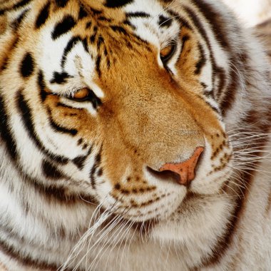Sibirya kaplanı (Panthera tigris altaica portresi)