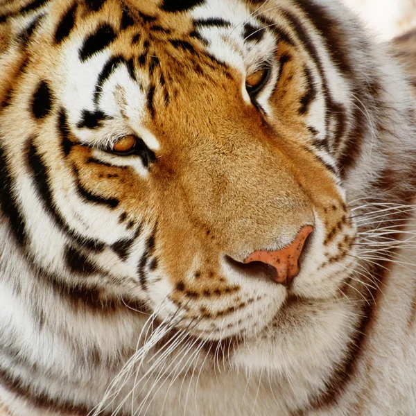 Retrato de un tigre siberiano (Panthera tigris altaica ) — Foto de Stock