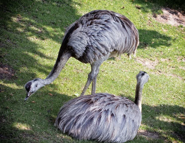 Dos aves del emú sobre la hierba (Dromaius novaehollandiae ) —  Fotos de Stock