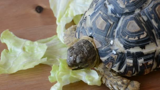 Góry lub Lampart żółw (Geochelone pardalis) — Wideo stockowe