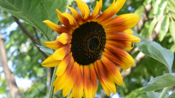 Die kleine Biene und die Sonnenblume — Stockvideo