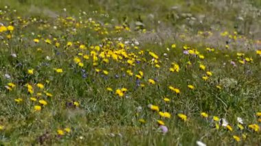 Yaz Rüzgar tarafından çiçekli çayıra