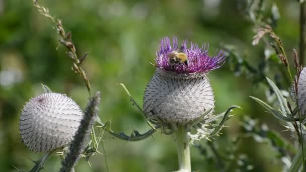 Twee hommels achter de mooie distel — Stockvideo