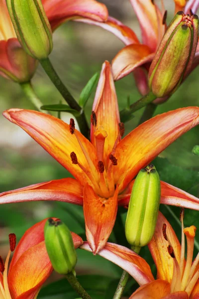 Orange lily flowers — Stock Photo, Image