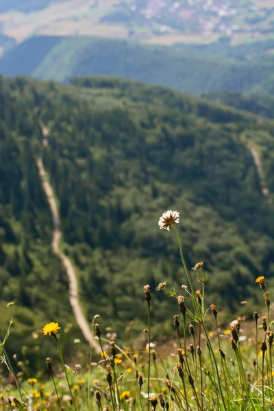 Blooming mountain meadow and walking trail — Stock Photo, Image