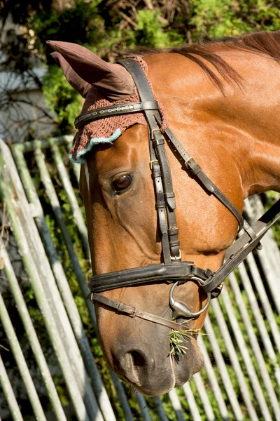 Head of brown horse — Stock Photo, Image