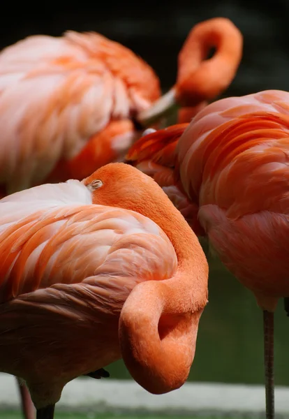 Amerikaanse flamingo (Phoenicopterus ruber) rusten — Stockfoto