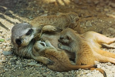Meerkat veya Suricate (Suricata suricatta)