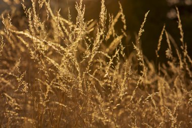 arka ışık içinde kuru ot