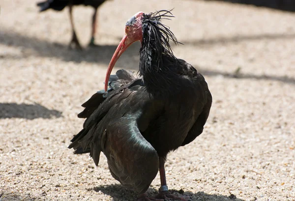Cálamo-do-norte ibis ou waldrapp (Geronticus eremita ) — Fotografia de Stock