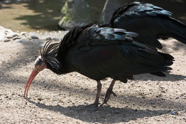 Severní plešatý ibis nebo poustevník ibis (Geronticus eremita) — Stock fotografie