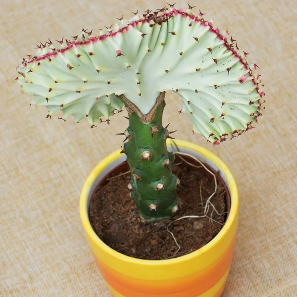 Euphorbia lactea cristata i en färgglad flower pot — Stockfoto