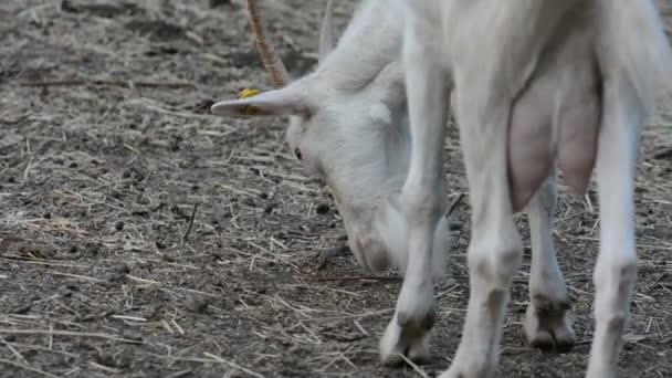 chèvre blanche mange de l'herbe
