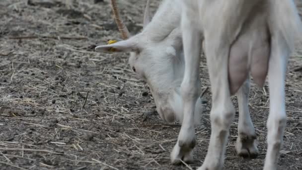 Weiße Ziege frisst Gras — Stockvideo