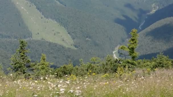 O prado florido pelo vento de verão na colina — Vídeo de Stock