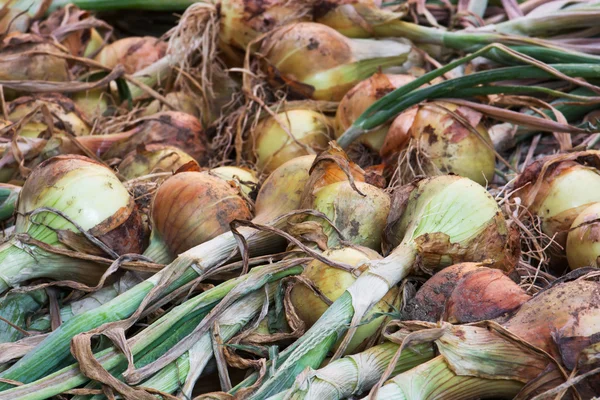 Hodně cibule — Stock fotografie