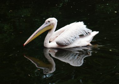 Büyük beyaz pelikan (Pelecanus onocrotalus)