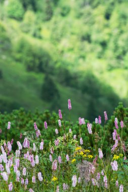Ortak bistort (Persicaria bistorta) çiçekli