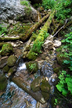 Ormanın içinde akan dere