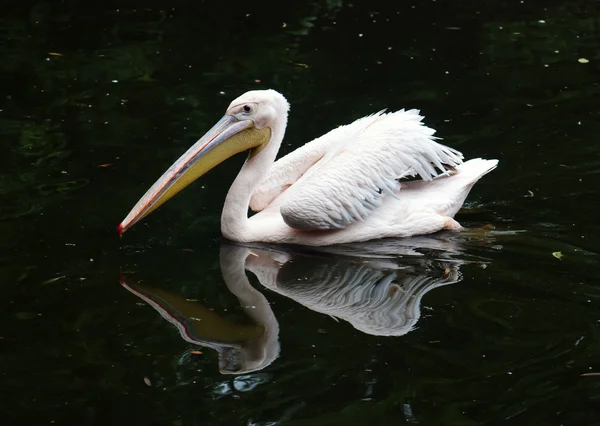 Grande pelicano branco (Pelecanus onocrotalus) — Fotografia de Stock