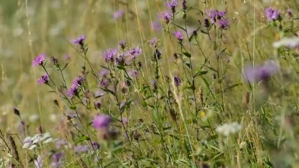 Fleurs violettes dans une prairie sèche — Video
