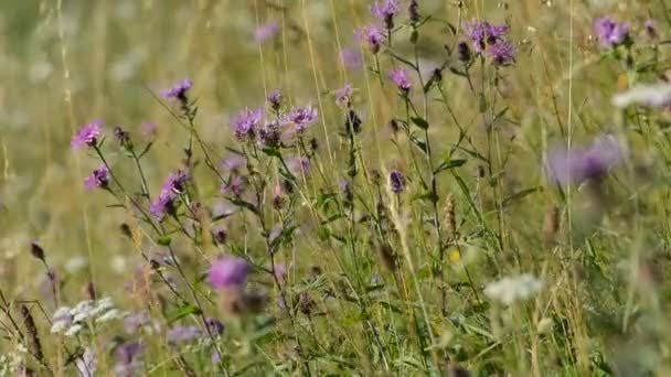 Paarse bloemen in een droge weide — Stockvideo