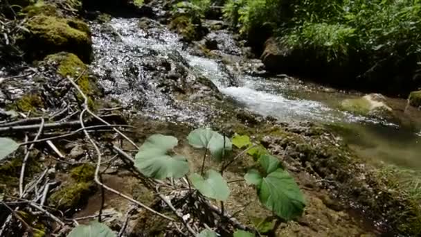 Bäcken rinner genom skogen — Stockvideo