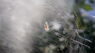Bahçe örümcek ve spiderweb üstünde su damlaları