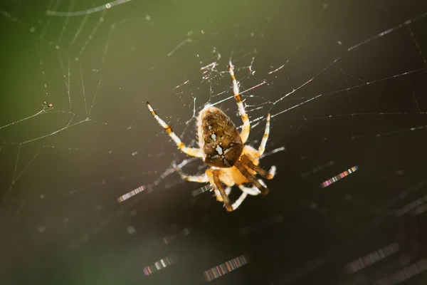 Araña cruzada de jardín en la telaraña — Foto de Stock