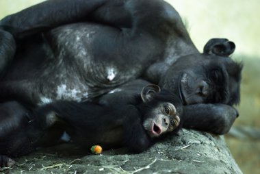 Common chimpanzee (Pan troglodytes) with a cub clipart