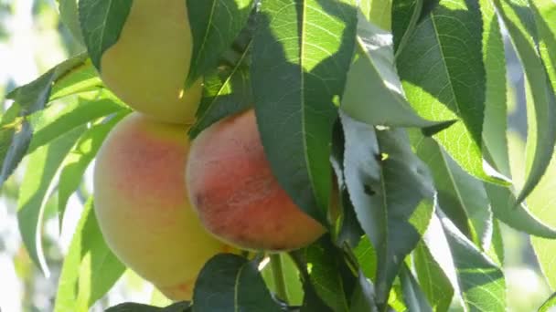 Peaches on the tree — Stock Video