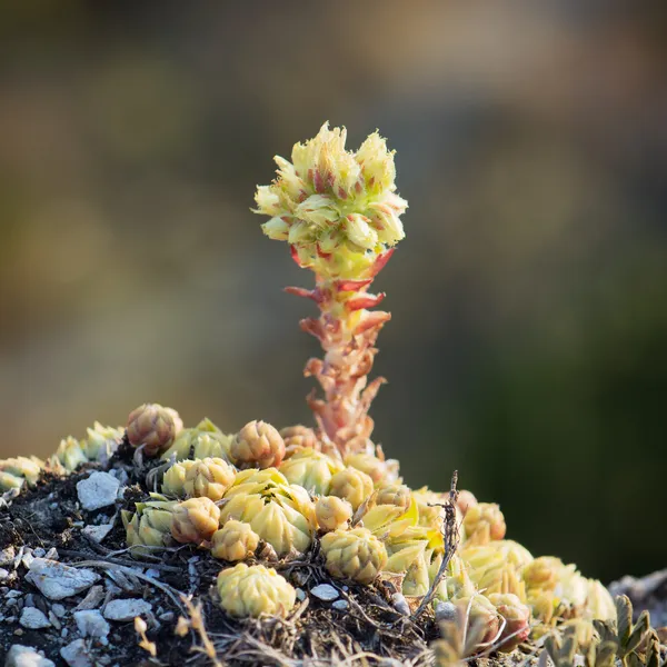 Macro foto van succulente installatie — Stockfoto