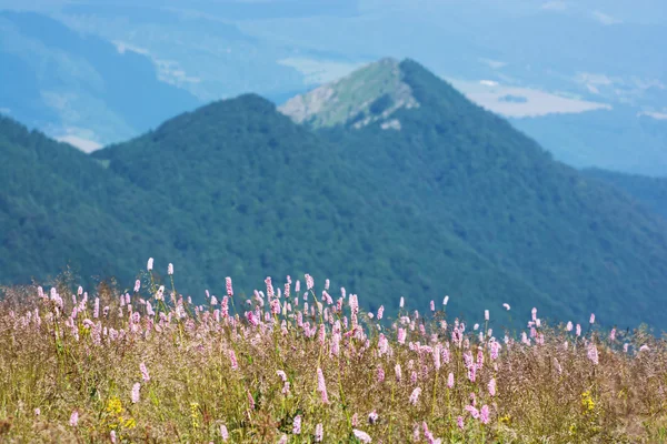 Common bistort (Persicaria bistorta) in the mountains — Stock Photo, Image