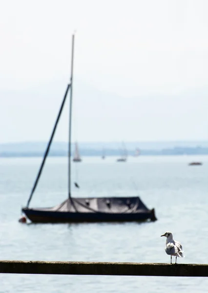 Coastal seagull with boat — Stock Photo, Image