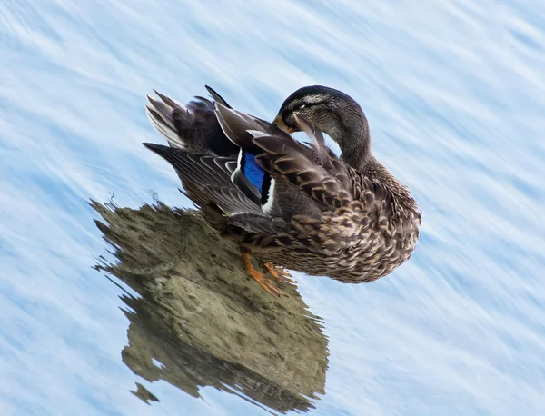 Wilde eend in het water — Stockfoto