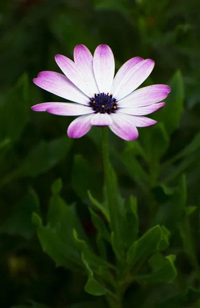 Cabeça bonita roxa de uma flor de jardim zinnia — Fotografia de Stock