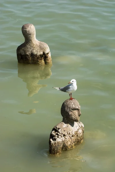 Gull sitting on a head of statue in water — Stock Photo, Image