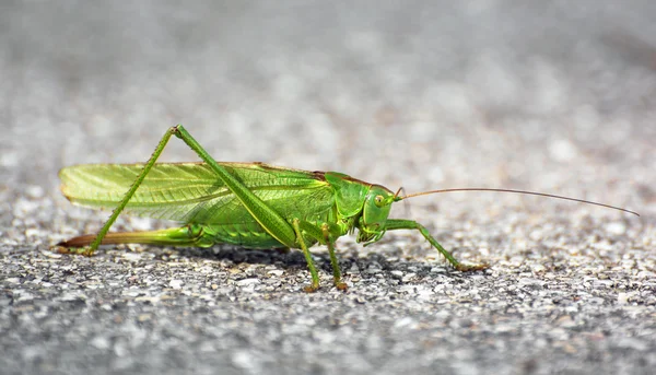 Gran saltamontes verde —  Fotos de Stock