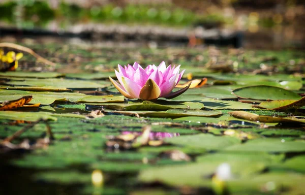 Lirio de agua rosada en el estanque del jardín . — Foto de Stock