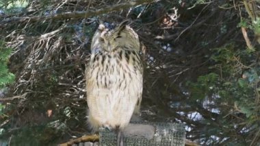 Kartal baykuş (Bubo bubo)