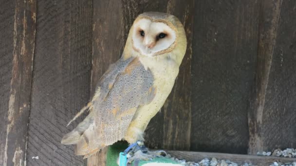 Búho de granero (Tyto alba ) — Vídeos de Stock