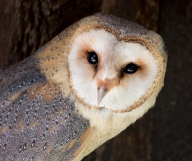 peçeli baykuş (tyto alba)