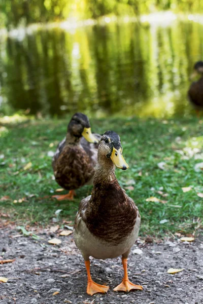 Wild ducks are walking by the lake in the park. — Stock Photo, Image